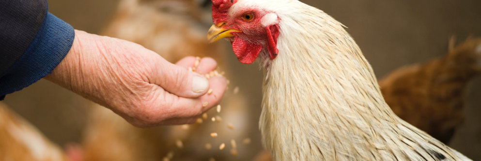 poule qui mange