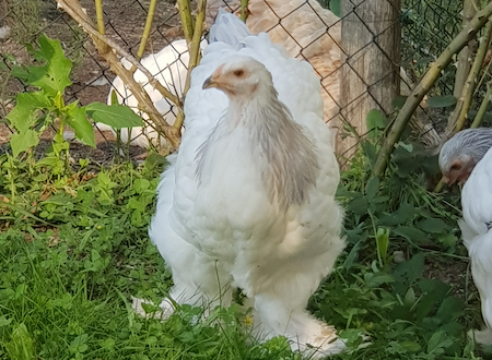 poules brahma light