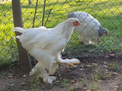 poule brahmas Blanc herminée noire