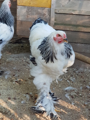 poule brahmas Blanc herminée noire