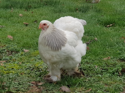 poules brahma light