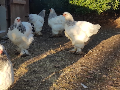 poules brahma light