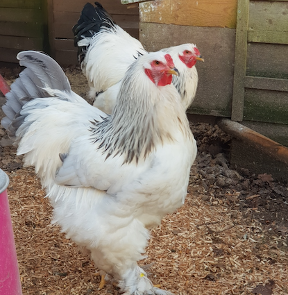 poule brahmas Blanc herminée noire