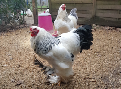 poule brahmas Blanc herminée noire