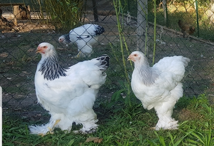poule brahmas Blanc herminée noire