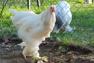 poule brahmas Blanc herminée noire