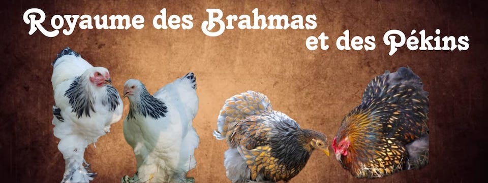 poules du royaume des brahmas et des pekins