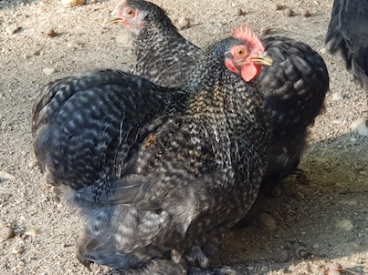 poules bantams