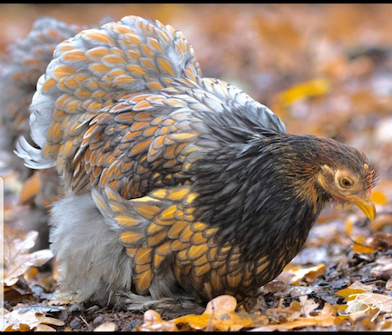 poule pékins