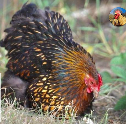 poule pékins