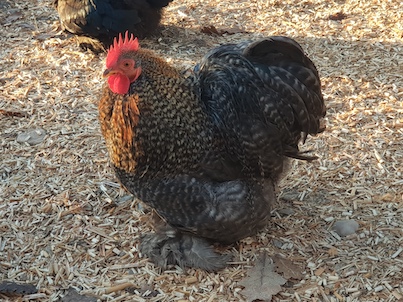 poule pékins