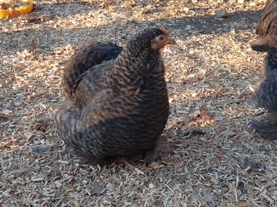 poule pékins