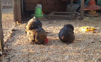 poule pékins