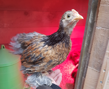 poule pékins