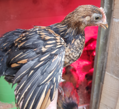 poule pékins
