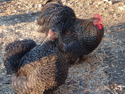 poules bantams