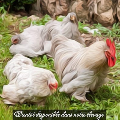 poule brahmas Blanc herminée noire