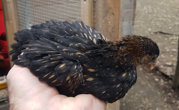 poules bantams
