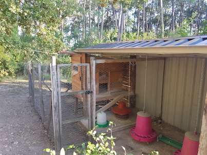 poules brahma light