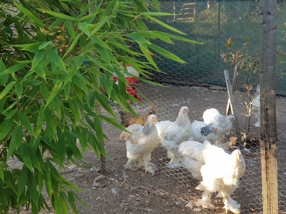 poules brahma light
