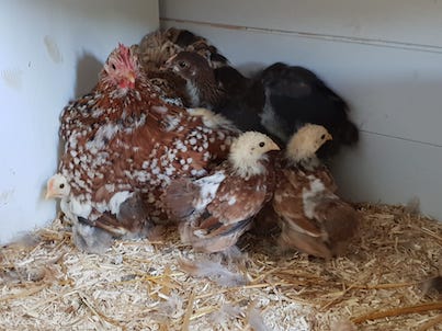 poules bantams