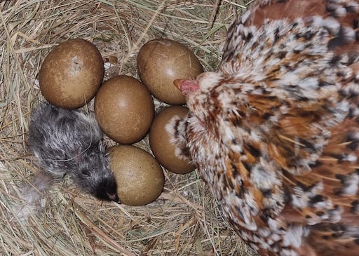 poules bantams