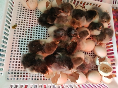 poules brahma light