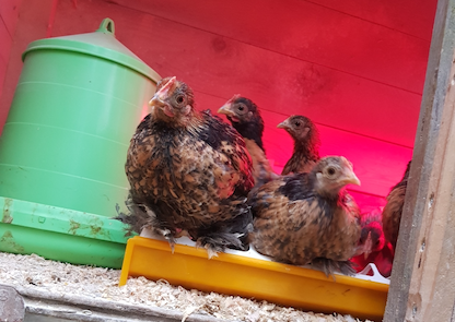 poules brahma light